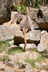 The Yellow-footed Rock-wallaby is brightly coloured with a white cheek stripe and orange ears. It is fawn-grey above with a white side-stripe, and a brown and white hip-stripe.