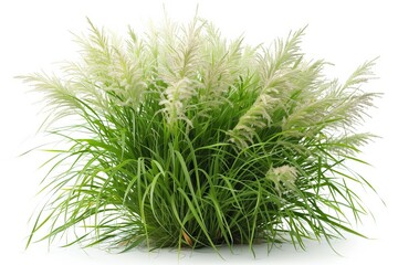 Fototapeta premium Ornamental Grass Bush Isolated on White