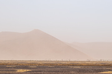 A tree-lined landscape in the Namibia sossusvlei in limited visibility, due to a sandstorm.