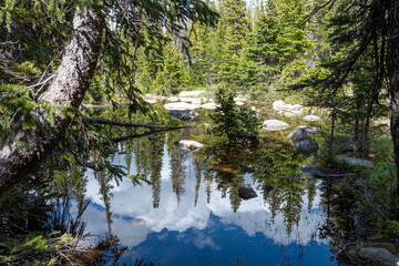 Forest and clouds reflected in calm pond on Lake Isabelle Trail in Brainard Lake Recreation Area, Colorado on sunny summer afternoon.