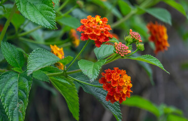 Wandelröschen (Lantana)