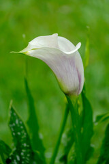  Blüte einer Calla (Zantedeschia)