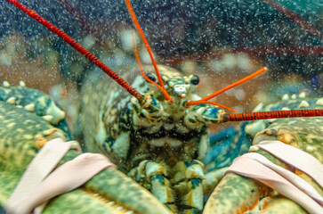 Fresh seafood in a fish tank