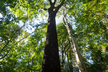 giant tree