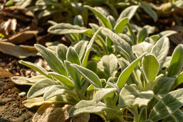 Pulmonary
Plants