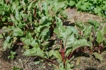 Planted beet leaves in a garden bed next to a greenhouse in a garden bed in summer