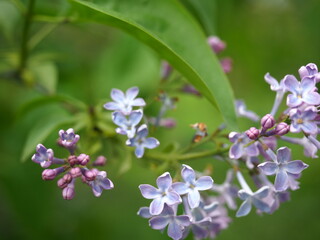 closed up Lilac flowers in the park (light purple)