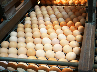 Photo of chicken egg production in factories.