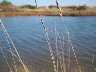 Closeup shot of dry grasses against a small lake background