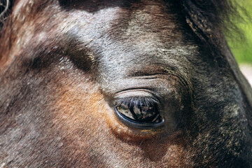 Close up of a horse on a farm in Tourettes-sur-Loup, southern France