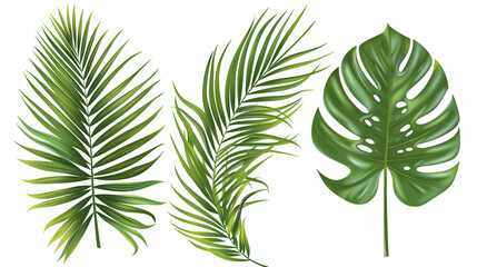 Palm leaves set isolated on a white background