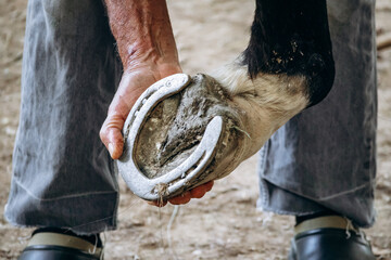Groom checks and repairs horseshoes of a horse