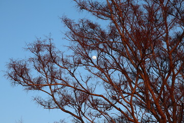 branches against sky