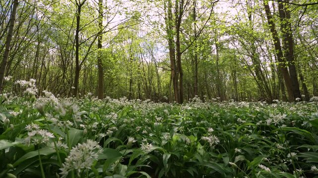 Roaming through a British woodland filled with wild garlic undergrowth