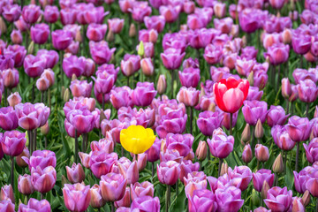 Obraz premium Field of tulips, light purple lilac flowers with one bright yellow and one pink bloom in the middle, closeup of colorful fresh spring growth as a nature background 