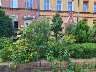 bushes with wonderful flowers at appartement area in Berlin Treptow/Löpenick