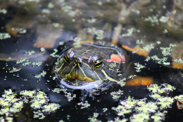 Red-eared slider turtle in pond
