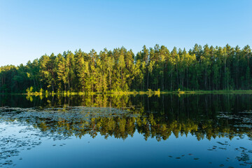 Blue forest lake with surface vegetation. Coastline with pine trees, some of which are highlighted by sunlight. Beautiful summer landscape with blue sky, blue mirror water during sunset