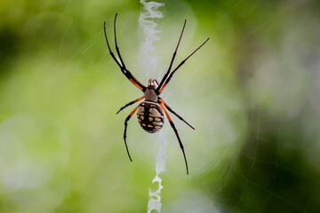 Yellow garden spider in web
