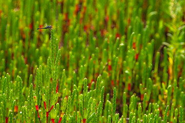 A dragonfly is perched on a sun-dappled, bright green and red glasswort, Salicornia bigelovii, in a salt marsh along the Gulf Coast of Florida.