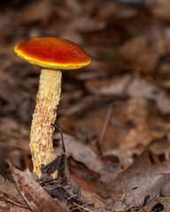 The shaggy stem and bright red-orange cap of a shaggy-stalked bolete, Aureoboletus betula, growing in leaf litter on a forest floor in the southern Cumberland Mountains in Tennessee.