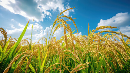 The golden rice ears swaying in green paddy fields, with blue sky and white clouds in the background