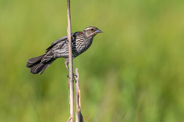 Red-winged Blackbird