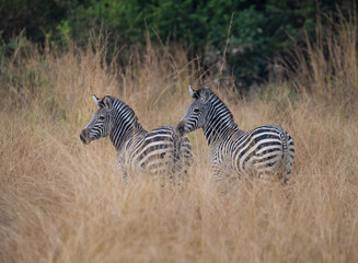 Crawshay's Zebras, Mfuwe, Zambia, Africa