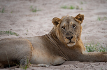 Male lion, Mfuwe, Zambia, Africa