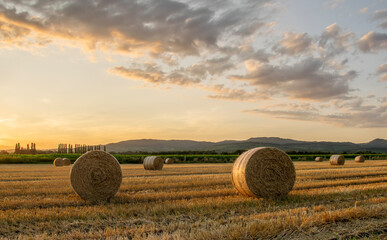 Straw bales on a mowed field after harvest at sunset with atmospheric cloudy sky.