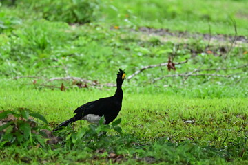 great curassow male, elegant bird with a bright yellow unfeatherd knob,  on the field in the north west part of Belize