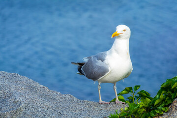 Seagull on Rock Ledge Against Calm Blue Water Background, Rockport Harbor, MA, USA