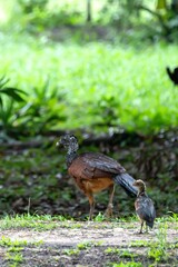 great curassow female and chick in the north west part of Belize