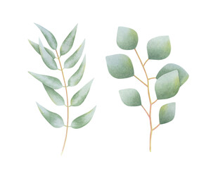 Set of eucalyptus branches on isolated background. Hand drawn watercolor botanical illustration. For design, cards, invitations, congratulations, packaging, print, fabric, advertising.