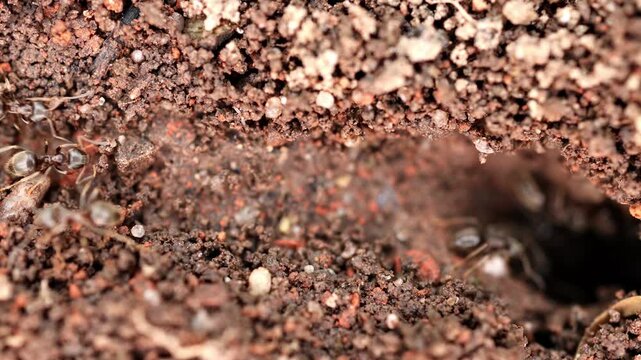 Chickadees (Lasius), Germany, Europe