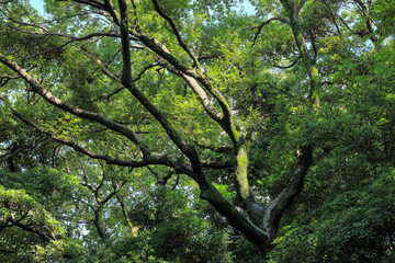 都心散歩　酷暑の浜離宮恩賜公園あたり