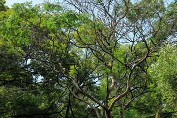 都心散歩　酷暑の浜離宮恩賜公園あたり