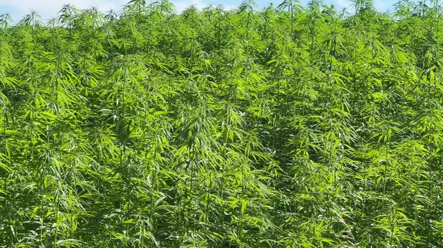 Legally grown hemp (Cannabis Sativa) in Ystad, Sk&aring;ne County, Sweden, Scandinavia, Europe