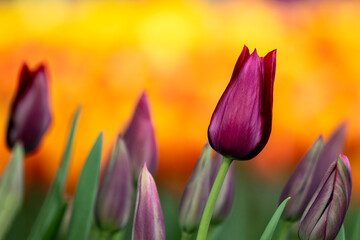 Field of tulips, artistic and cheerful, deep purple burgundy flowers , bright orange flowers in background, closeup of colorful fresh spring growth as a nature background
