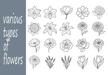 various types of flowers 