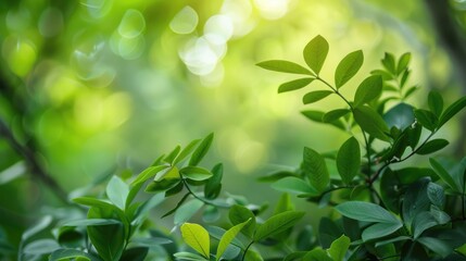 Obraz premium Select focal point on fresh green leaves with copy space.