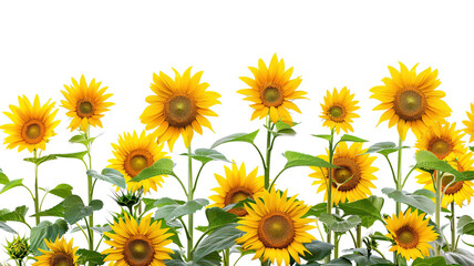 photos of sunflowers, isolated on white background, graphic resource, overlay banner