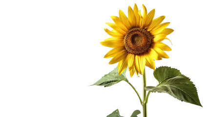 photos of sunflowers, isolated on white background, graphic resource, overlay banner