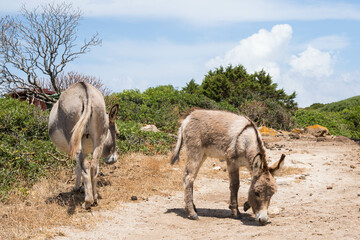 A serene rural landscape with two donkeys grazing peacefully. The tranquil scene showcases green pastures and the beauty of nature