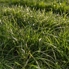 Obraz premium green grass in the morning