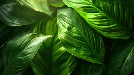 Green Leaf Texture