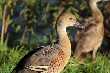 Close up portrait of a Plumed Whistling-Duck bird