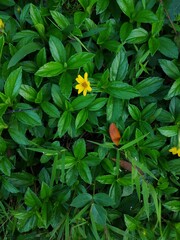 green leaf with beautiful yellow flowers or Sphagneticola trilobata, tiny green leaf, natural green background