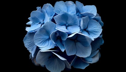Blue Hydrangea Blossom