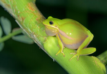 American green tree frog (Dryophytes [Hyla] cinereus ) male singing at night at edge of a lake, vocal sac inflated; Galveston, Texas, USA.